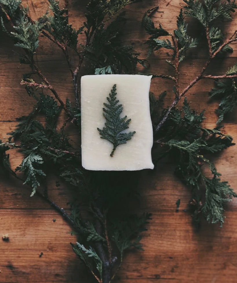 Evergreen Pine