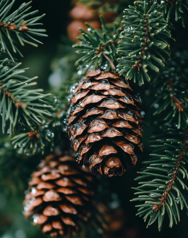 Evergreen Pine